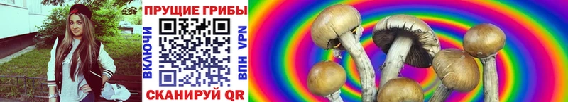 Псилоцибиновые грибы GOLDEN TEACHER Ворсма